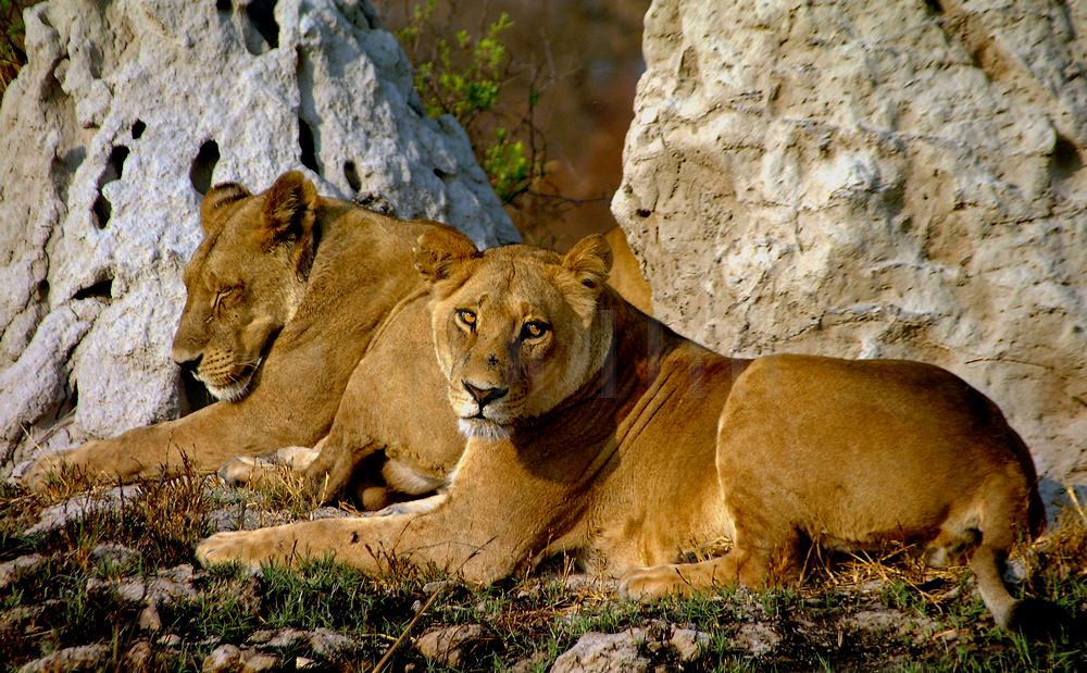 2001 African Lionesses