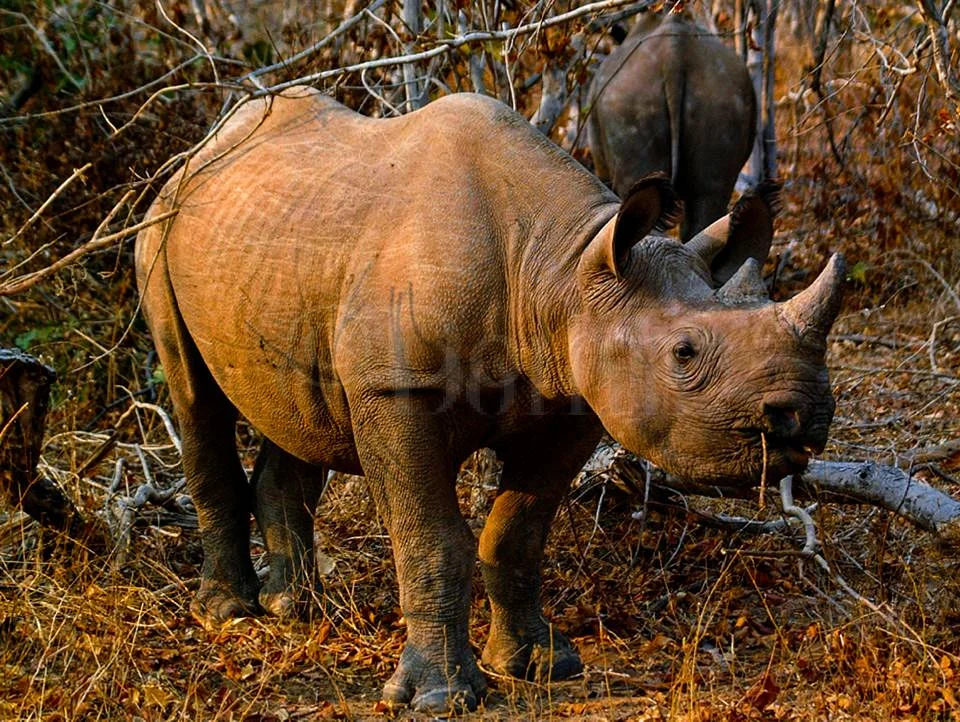 2001 African White Rhino