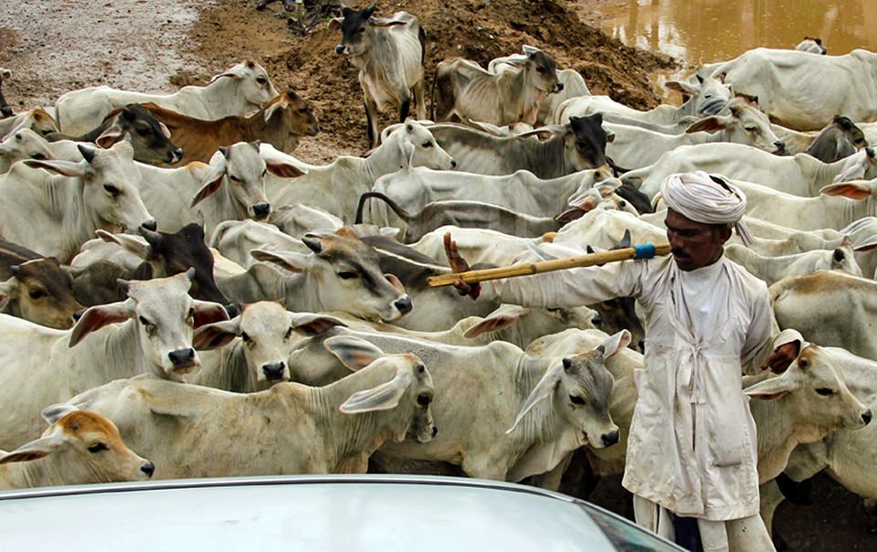 2011 Jaipur Cow Right of Way.jpg