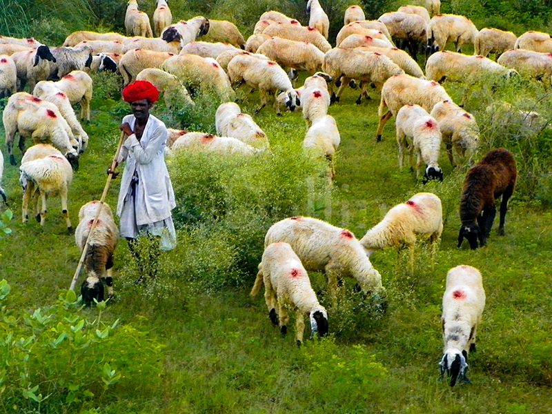 2011 Jaipur Sheepherder.jpg