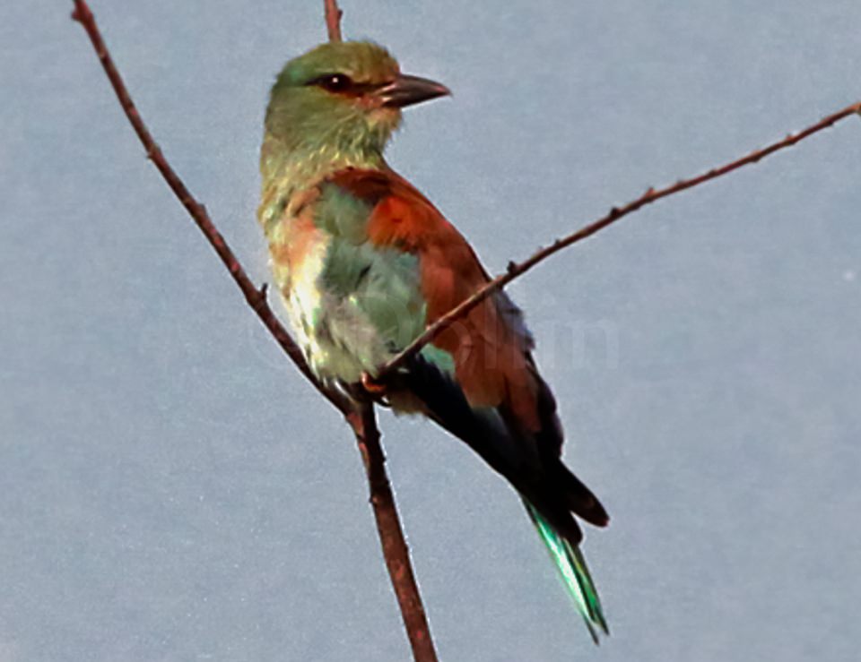 2011 Lilac Breasted Roller.jpg