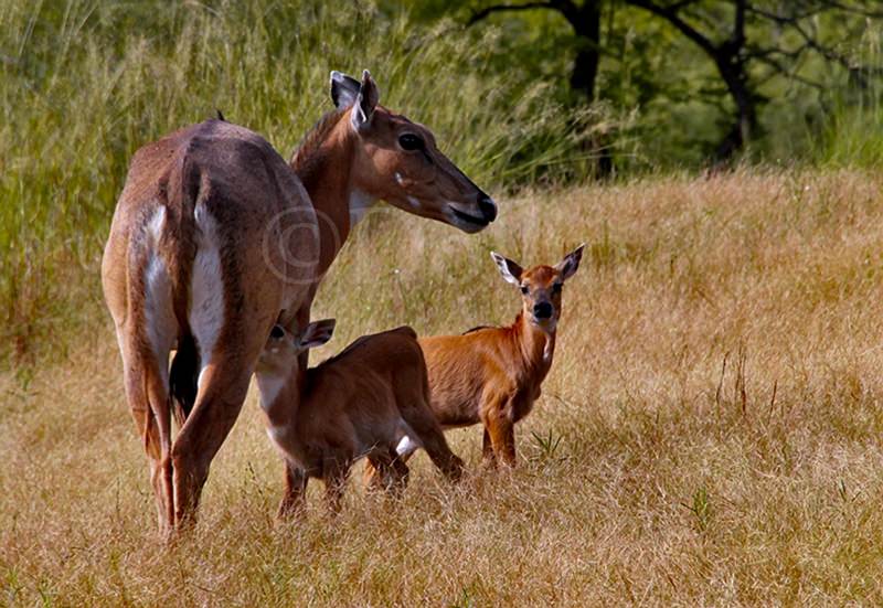 2011 Ranthambore Antelope.jpg