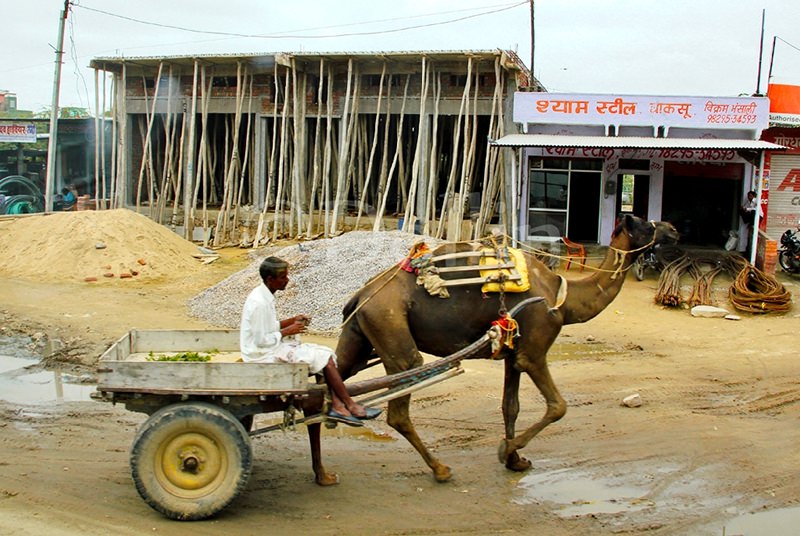 2011 Ranthambore Camelcart.jpg