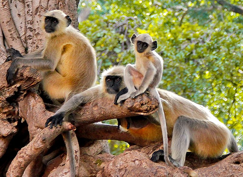 2011 Ranthambore Fort Monkeys.jpg