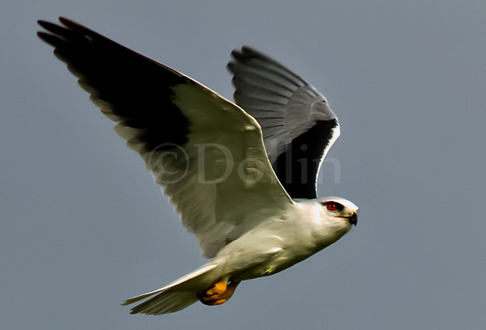 2011 Ranthambore Kite2.jpg
