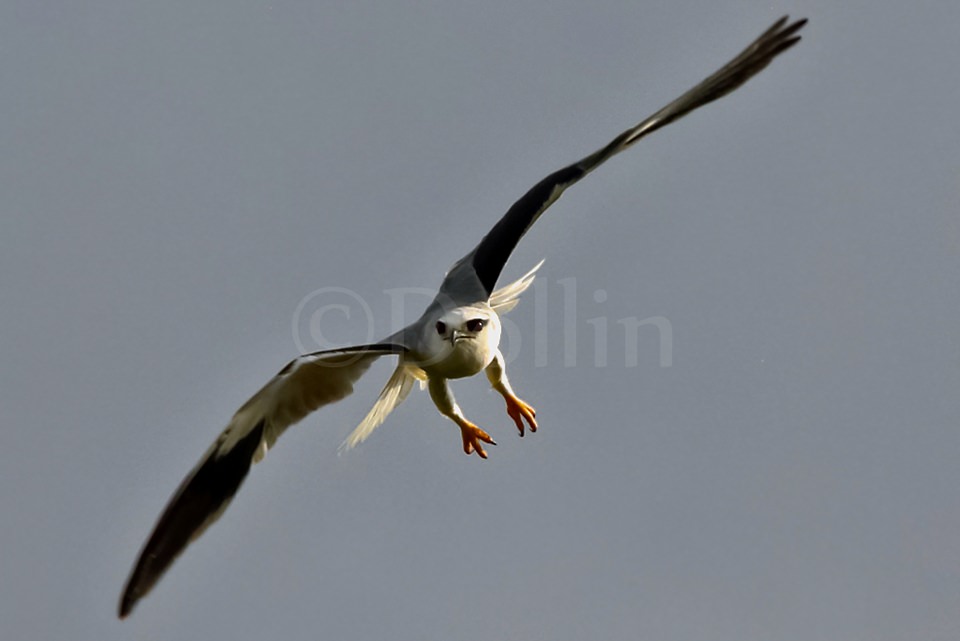 2011 Ranthambore Kite.jpg