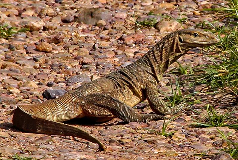 2011 Ranthambore Monitor Lizard.jpg