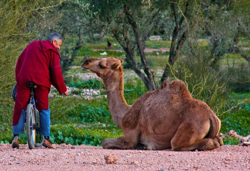 2008 Camel.jpg