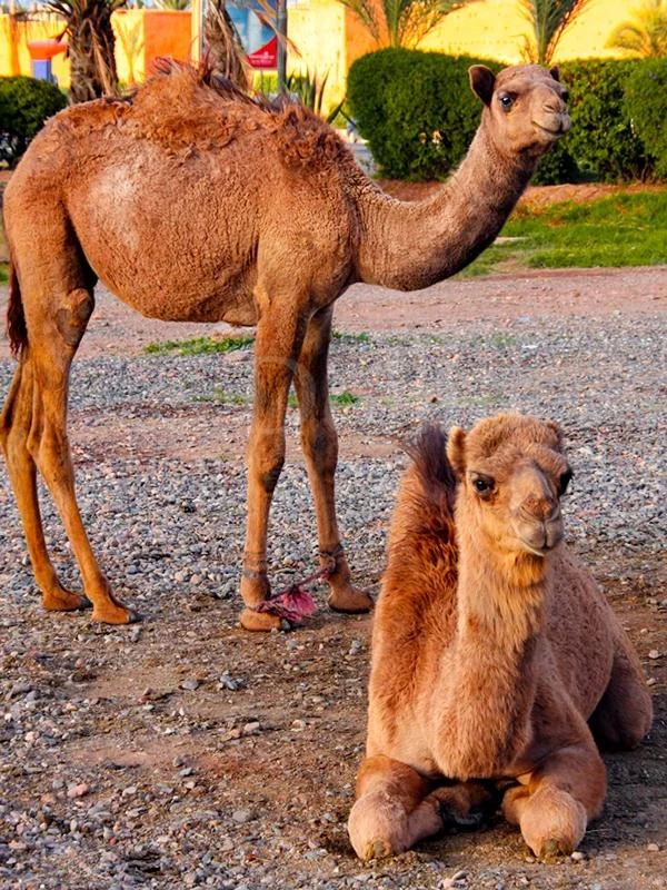2008 Camels.jpg