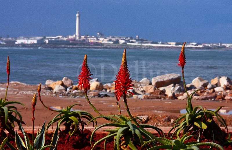 2008 Casablanca.jpg