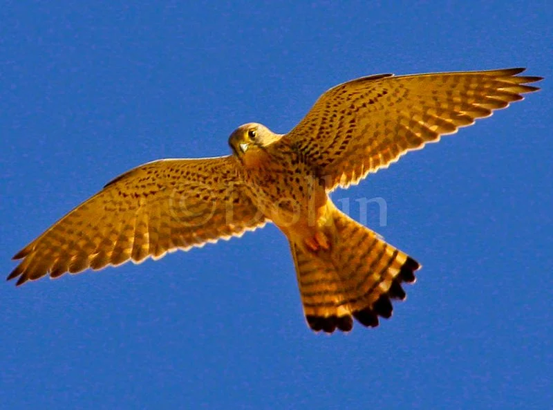 2008 Casablanca Falcon.jpg