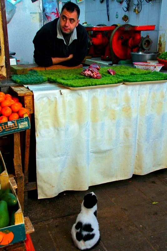 2008 Fes Market Scene.jpg