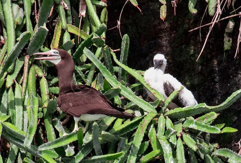 2016 2016 Brown Booby.jpg