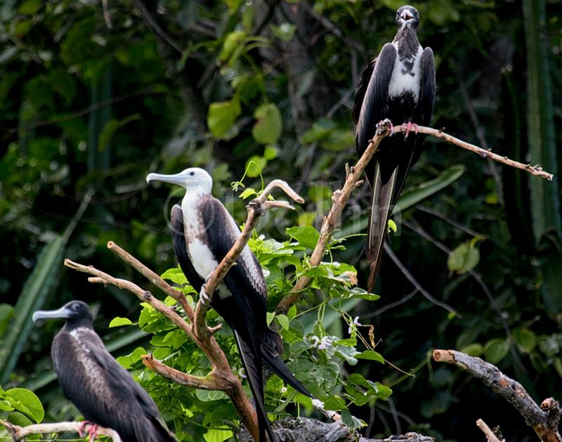 2016 2016 Frigate Birds2.jpg