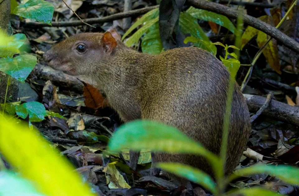 2016 Agouti.jpg