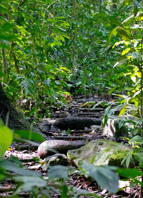 2016 Baro Colorado Rainforest.jpg