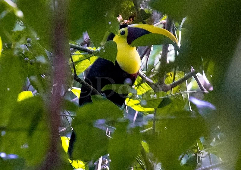 2016 Black Mandibled Toucan.jpg