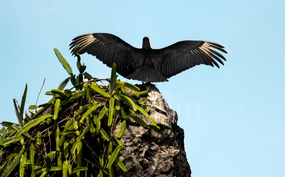 2016 Black Vulture.jpg