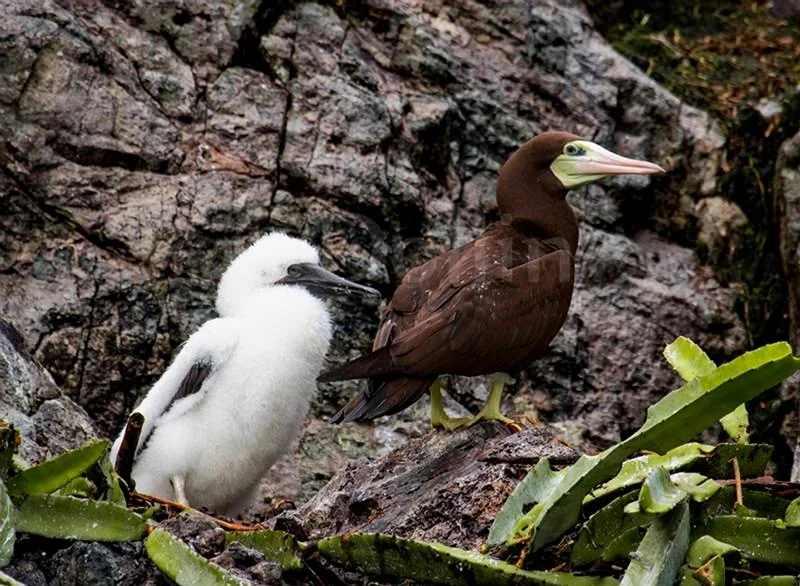 2016 Brown Booby2.jpg