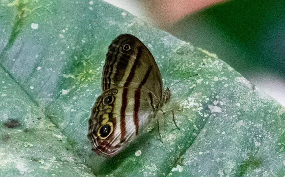 2016 Butterfly.jpg