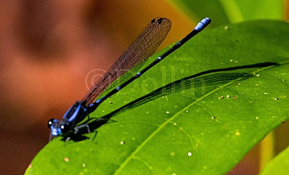2016 Damselfly.jpg