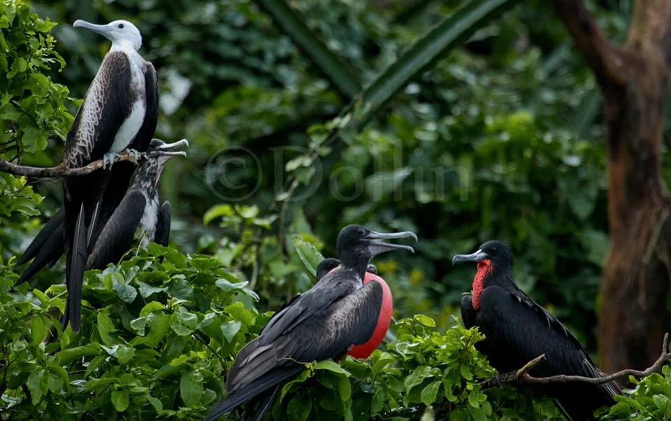 2016 Frigate Birds.jpg