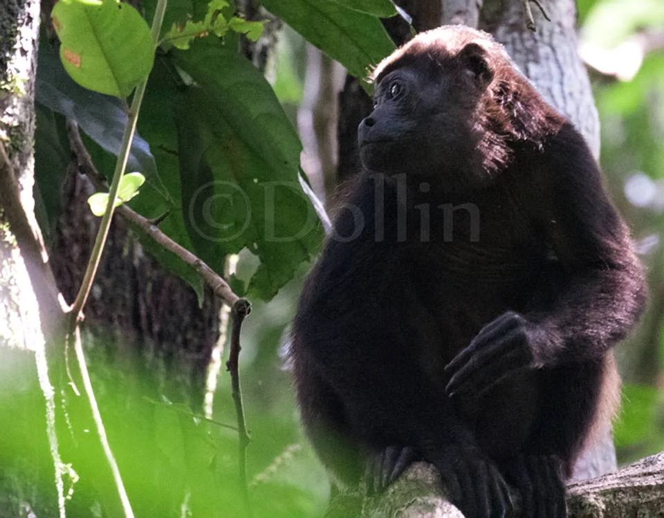 2016 Howler Monkey.jpg