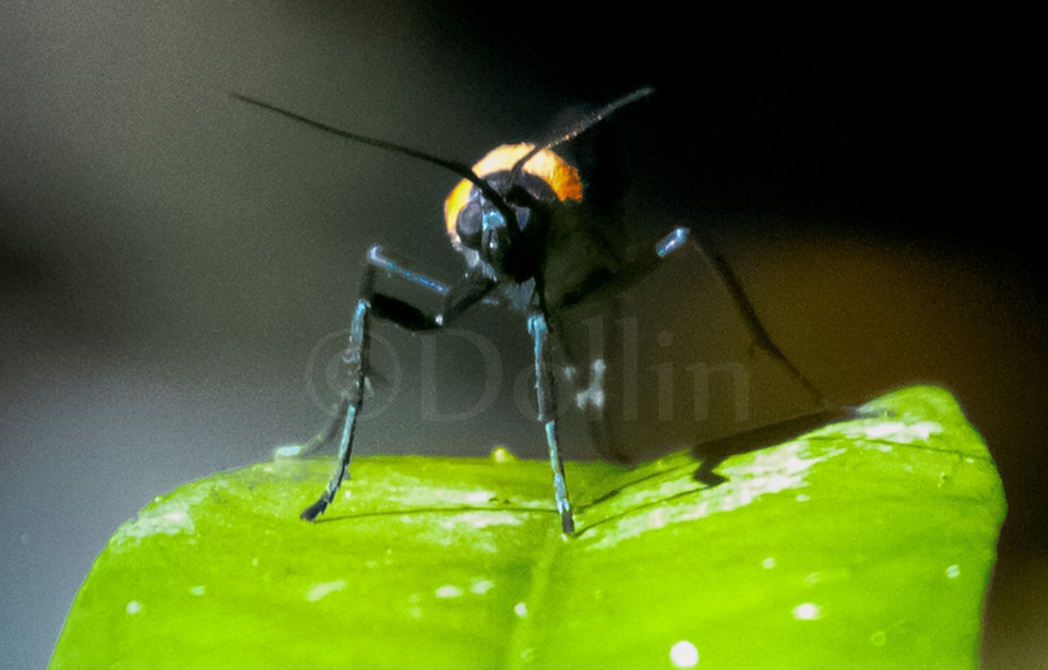2016 Insect.jpg