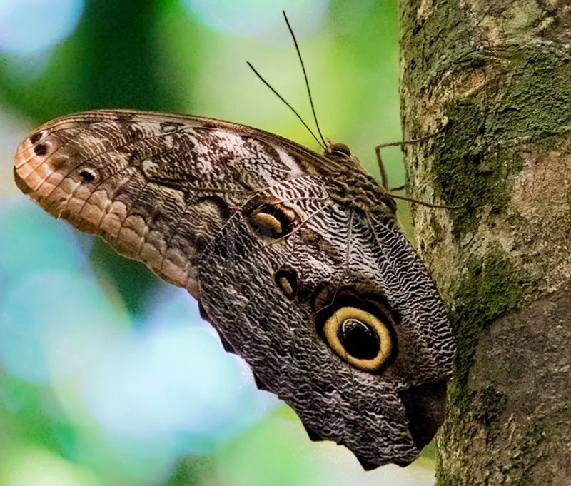 2016 Owl Butterfly2.jpg