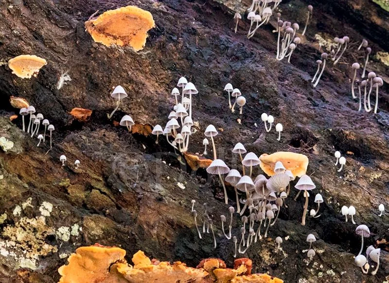 2016 Rainforest Fungi.jpg