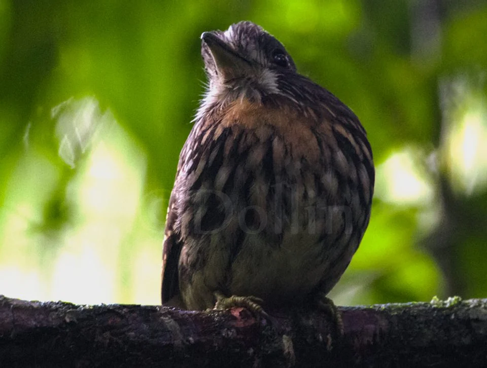 2016 White Whiskered Puffbird.jpg