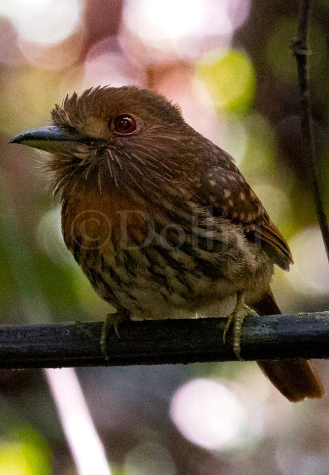 2016 White-wiskered Puffbird2.jpg