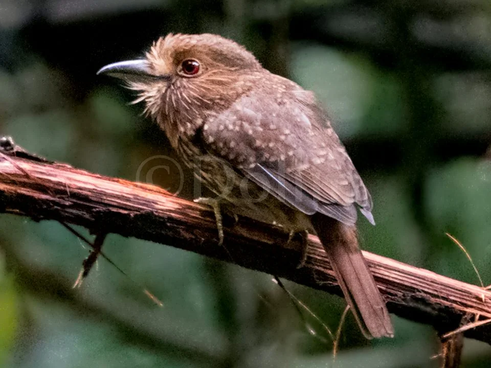 2016 White-wiskered Puffbird3.jpg