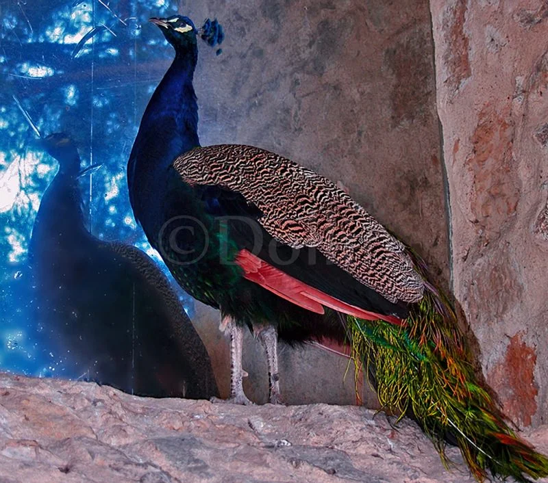 2008 Peacock.jpg