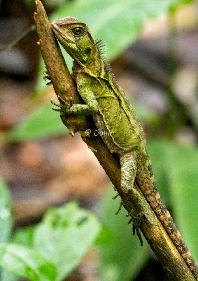 2016 Amazon Lizard.jpg