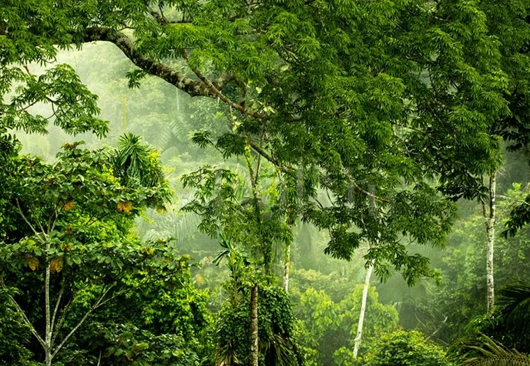 2016 Amazon Rainforest2.jpg