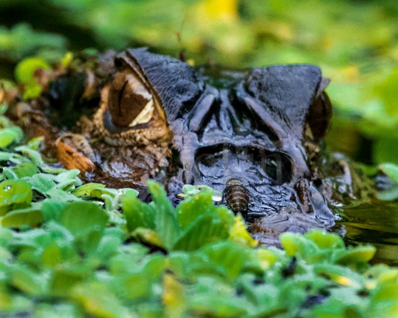 2016 Black Caiman.jpg