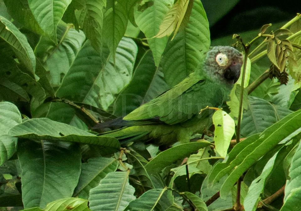 2016 Duskyheaded Parakeet.jpg