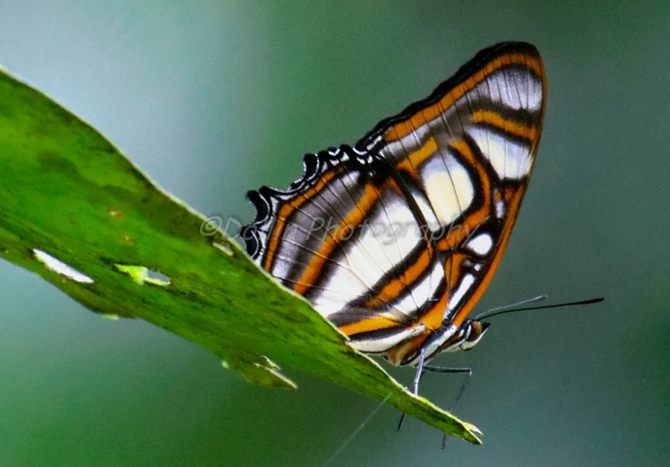 2016 EU-NWC-Butterfly1.jpg