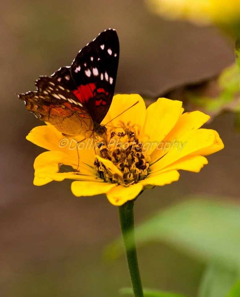 2016 EU-NWC-Butterfly.jpg