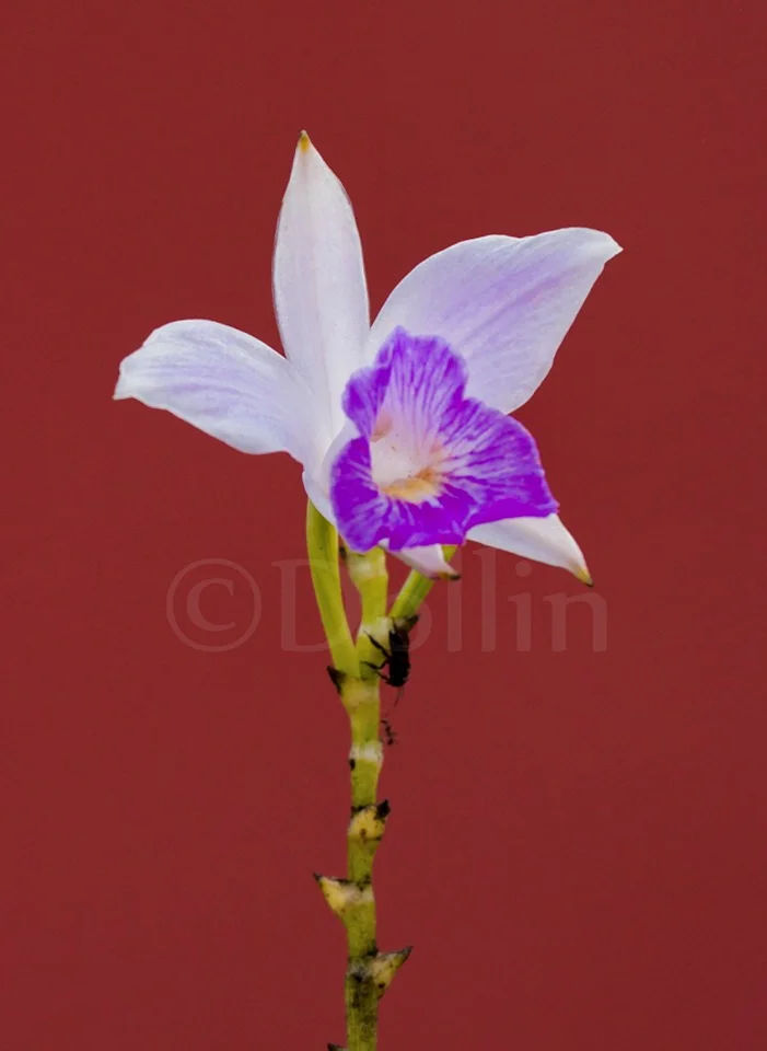 2016 Flower.jpg