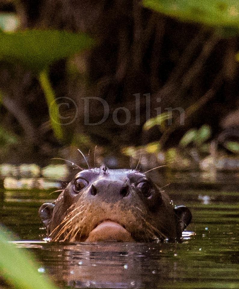 2016 Giant River Otter.jpg