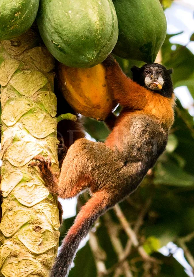 2016 Golden-mantled Tamarin2.jpg