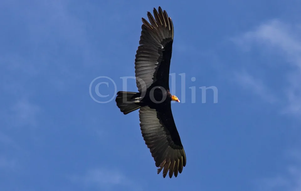 2016 Greater Yellow Headed Vulture.jpg