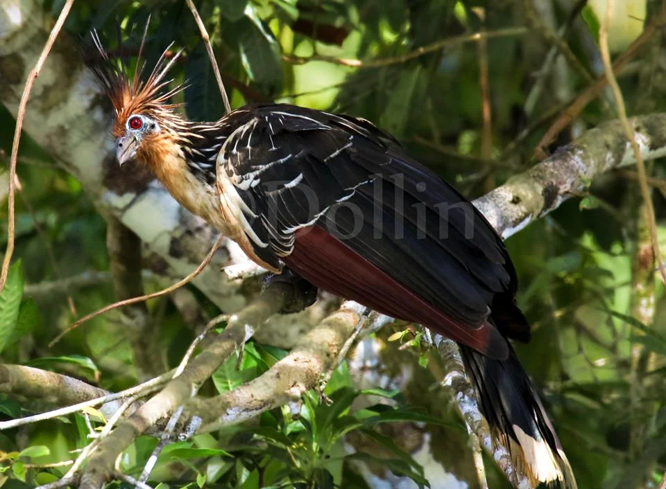 2016 Hoatzin.jpg