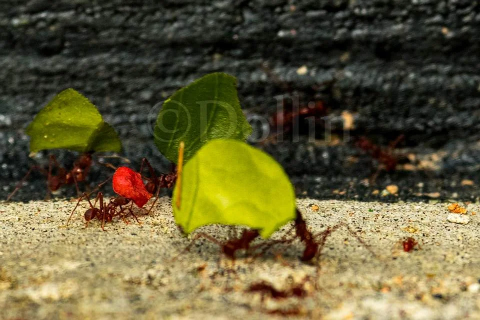 2016 Leaf-cutter ants.jpg