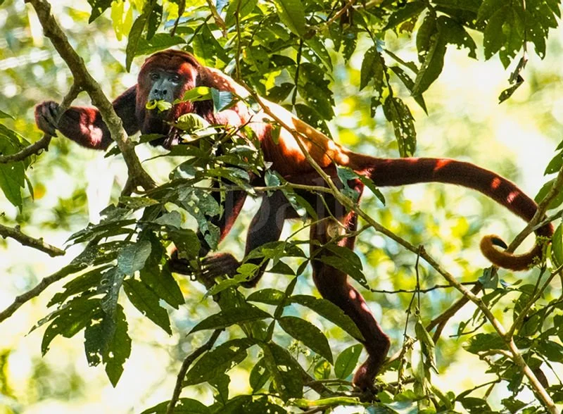 2016 Red Howler Monkey2.jpg