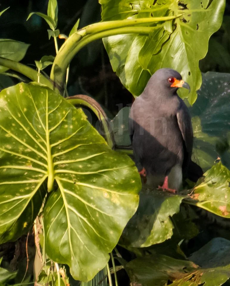 2016 Snail Kite.jpg