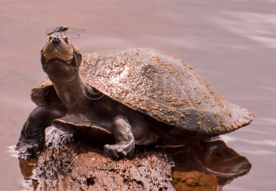 2016 Snapping Turtle.jpg