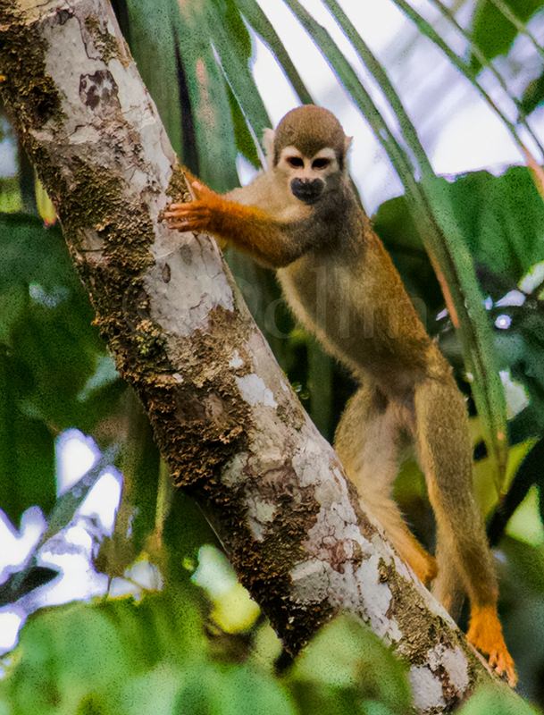 2016 Squirrel Monkey2.jpg